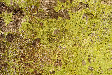 Old and ruined wall with a shabby paint. Close up view