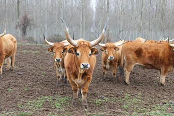 Cachena breed cows, a breed of triple-purpose cattle from Portugal and Galicia, Spain. They are light brown to yellow with dark brown nuances around the withers.