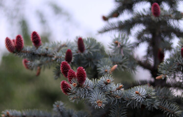 Blooming blue spruce cones in the forest in spring