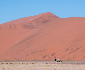 lone oryx in front of red dune in sossusvlei 