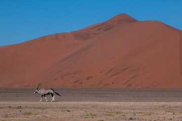 lone oryx in front of red dune in sossusvlei 