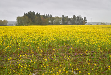 Canola Field in Bloom. A bright field of canola also known as rapeseed.

