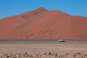 lone oryx in front of red dune in sossusvlei 
