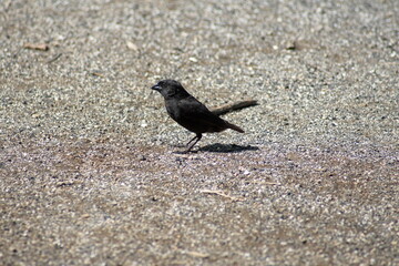Male Darwin's finch foraging at Urbina Bay, Isabela Island, Galapagos, Ecuador