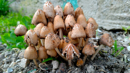 mushrooms in the forest
