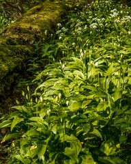 Ramon's. Wild Garlic Flowers in woodland.