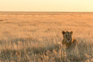 young male lion in savannah at sunset in etosha pan national parc
