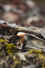 mushroom in the forest
