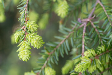 Close up of new growth of an eastern hemlock tree