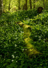 Ramon's. Wild Garlic Flowers in woodland.