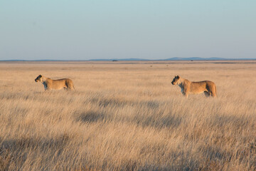 two lionesses standing in savannah in sunset light in etosha national parc  - obrazy, fototapety, plakaty