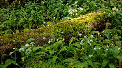 Ramon's. Wild Garlic Flowers in woodland.