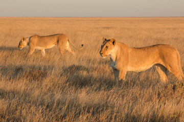 Fototapeta na wymiar two lionesses standing in savannah in sunset light in etosha national parc 