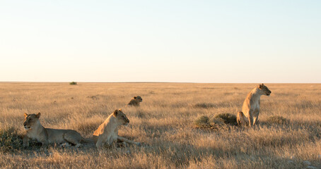 okondeka lion pride in savannah at sunset in etosha national parc - obrazy, fototapety, plakaty