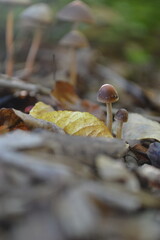 mushroom in the forest among autumn leaves