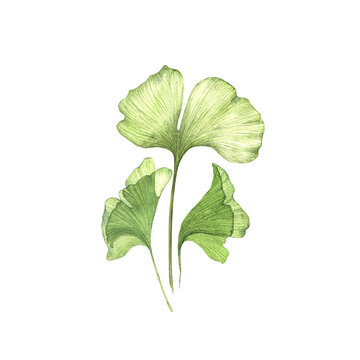 Watercolor painted illustration of Ginkgo Biloba branch with seeds. Transparent leaves isolated.