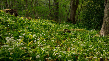 Ramon's. Wild Garlic Flowers in woodland.