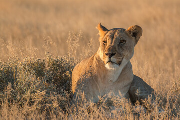 portrait of lioness in etosha national parc during sunset