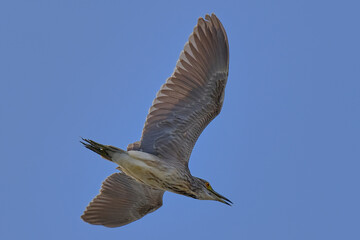 Black-crowned night heron