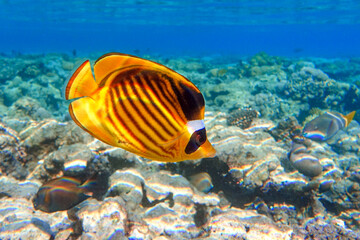 Coral fish -  Red sea Raccoon butterfly fish ( Chaetodon fasciatus )