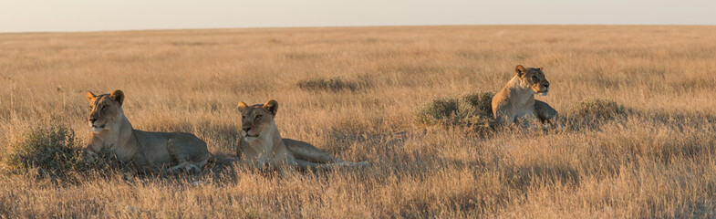 okondeka lion pride in savannah at sunset in etosha national parc - obrazy, fototapety, plakaty