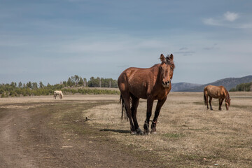 A beautiful horse stands in the field. Horse portrait. Sunny day. Blue sky. Horse in the village.