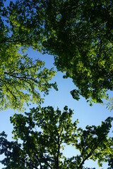 leaves against sky