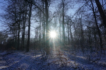 misty morning in the forest