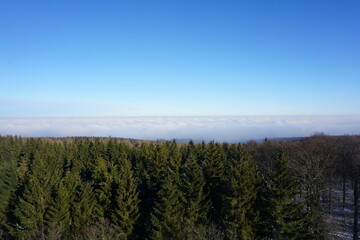 forest and sky