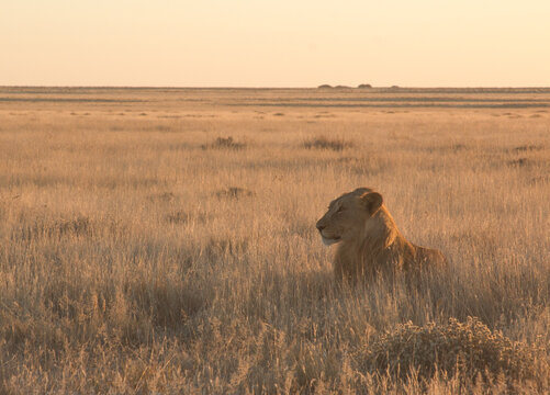 young male lion in savannah at sunset in etosha pan national parc