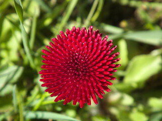 Przegorzan (Echinops L.) - czerwony kwiat jak jeż . © Grzegorz