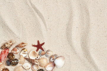 Fototapeta na wymiar many different seashells on the sand in the summer