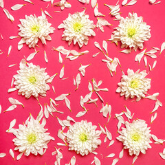 Creative romantic concept. Frame of white flowers and chrysanthemum petals on a pink pastel background. Minimalism.