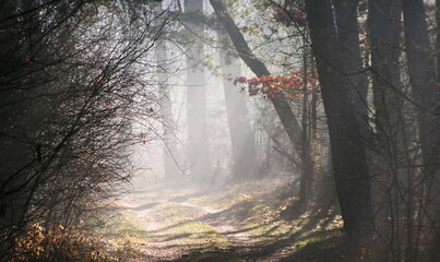 Jesienny las we mgle. Tajemnicza  , baśniowa , jesienna droga przez las . Autumn forest in the...