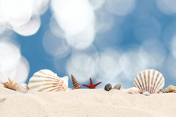 lots of different seashells in the sand against a blue blurry background