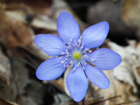  Przylaszczka pospolita (hepatica nobilis) niebieski kwiat.