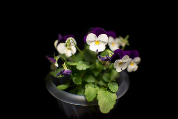 miniature light purple and white two tone flowers pansies violets violas bloomed at home in a transparent pot on a black background with bright fresh green foliage