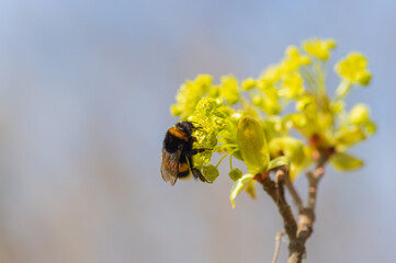 Closeup of bumblebee sitting on yellow-green flower of Norway maple (Acer platanoides) on sunny spring day