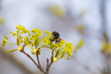 Closeup of bumblebee sitting on yellow-green flower of Norway maple (Acer platanoides) on sunny spring day