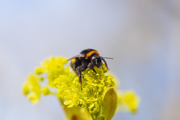 Closeup of bumblebee sitting on yellow-green flower of Norway maple (Acer platanoides) on sunny spring day
