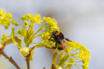 Closeup of bumblebee sitting on yellow-green flower of Norway maple (Acer platanoides) on sunny spring day