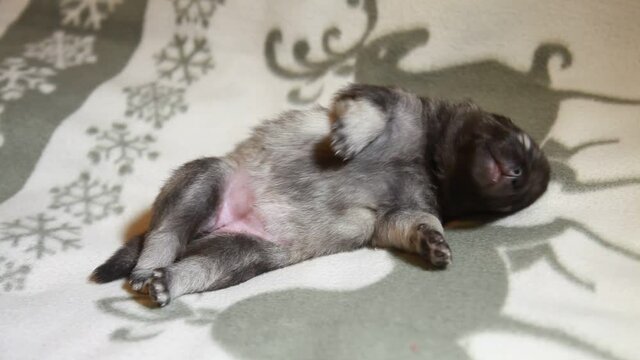 Keeshond puppy, one week old, sleeping on a white blanket