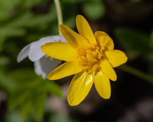 Closeup of one white flower of wood anemone and one yellow flower of  lesser celandine growing together