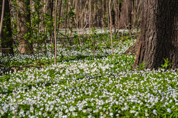 Blooming field of white flowers of wood anemone among old big trees in old park. 