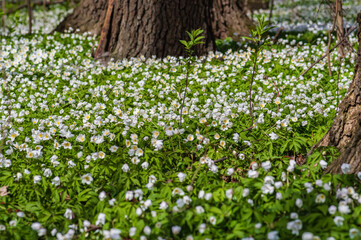 Blooming carpet of white flowers of wood anemone among old big trees in old park. 