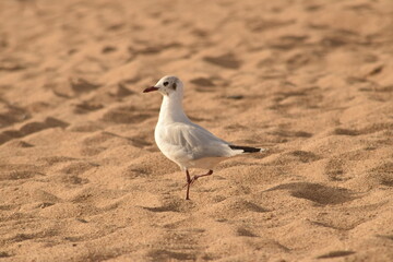 seagull standing on sand