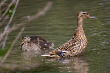 anas platyrhynchos canard bébé canard oiseau dans l'herbe nature avec bec avec branche floue