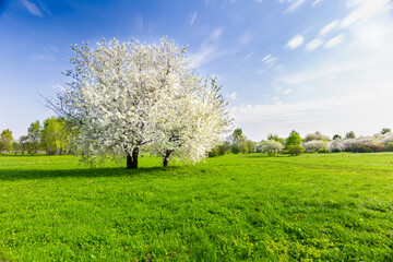 Fototapeta premium blooming tree in spring
