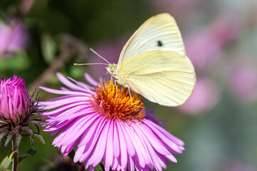 White butterfly with a hairy head enjoys the nectar of a pink flower.
