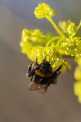 Closeup of bumblebee sitting on yellow-green flower of Norway maple (Acer platanoides) on sunny spring day